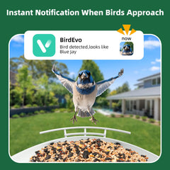 Birdevo metal bird feeder with camera